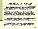 Животные мясо-шёрстного типа