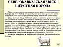 Северокавказская мясо-шёрстная порода