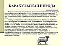 Каракульская порода