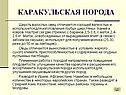 Шерсть взрослых овец
