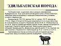 Эдильбаевская порода