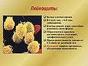 Лейкоциты