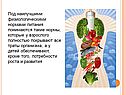 Под наилучшими физиологическими нормами питания понимаются такие нормы
