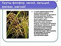Крупы-фосфор, калий, кальций, железо, магний