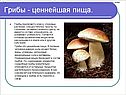 Грибы - ценнейшая пища