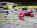Класс Земноводные
