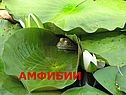 Амфибии