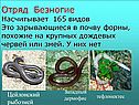 Отряд Безногие