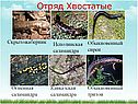 Скрытожаберник