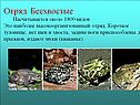 Наиболее высокоорганизованный отряд