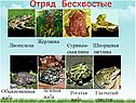Отряд Бесхвостые