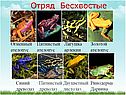 Огненный ателопус