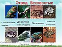 Двуцветная филломедуза