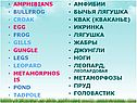 Бычья лягушка