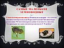 Самые маленькие земноводные