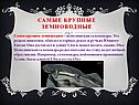 Представители земноводных