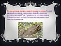 Самая крупная лягушка нашей страны – озерная