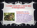 Самый редкий в мире вид земноводных