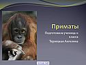 Приматы