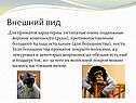 Внешний вид