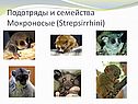 Подотряды и семейства Мокроносые (Strepsirrhini)