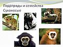 Подотряды и семейства Сухоносые