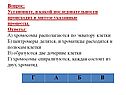 Хромосомы располагаются по экватору клетки