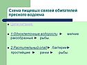Схема пищевых связей обитателей пресного водоема