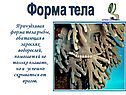 Причудливая форма тела рыбы