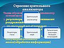 Зрительный анализатор