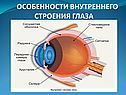 Особенности внутреннего строения глаза