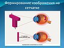 Формирование изображения на сетчатке