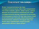 Глазные мышцы