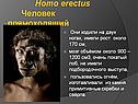 Homo erectus Человек прямоходящий