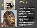 Homo habilis