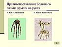 Противопоставление большого пальца другим на руках