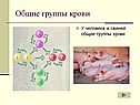 Общие группы крови
