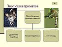 Эволюция приматов
