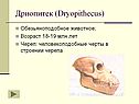 Дриопитек