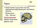 Череп