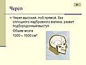 Череп высокий