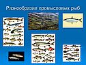 Промысловые рыбы