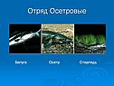 Отряд Осетровые