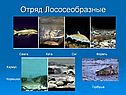 Отряд Лососеобразные