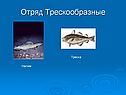 Отряд Трескообразные