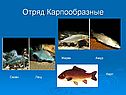 Отряд Карпообразные