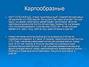 Карпообразные