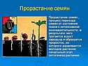 Прорастание семян