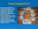 Схема прорастания