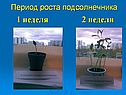 2 недели